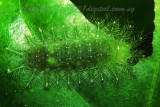 LP71010034 Caterpillar.jpg