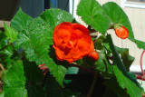 FLO_0005.JPG