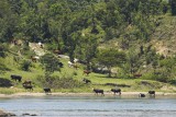 Cattle coming to drink