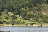 Cattle coming to drink