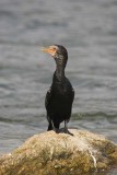 Long tailed cormorant