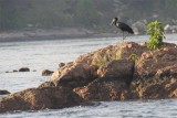 African open billed stork