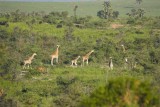 Giraffes, Cape buffalo and Uganda kob