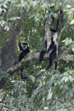 Black and white colobus monkeys rest during heat of day