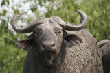 Cape buffalo taking mud pack to improve her beauty