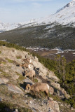 Bighorn rams graze along cliff edge