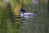 Loon and reflection near shore
