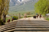 Moving cows