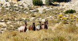 Herd of Wild stangs