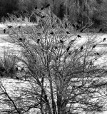 Blackbirds in a tree