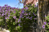 Glorious gobs of lilacs!