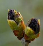 Lilac buds