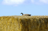 Goose up a bale