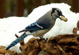 Blue Jay IMGP0922.jpg