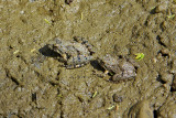 Blanchards Cricket Frogs IMGP3845.jpg