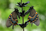 Swallowtails IMGP4677.jpg