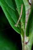 Mantis IMGP5815.jpg