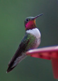 Broad-Tailed Hummingbird