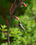 Nectaring Black-Chinned