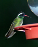 White Eared Hummingbird