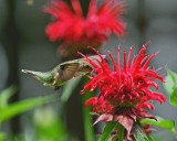 Ruby-Throated Hummingbird on Jacob Kline Monarda