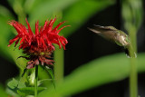 Ruby-Throated Hummingbird on Jacob Kline Monarda