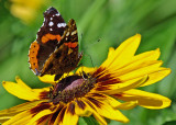 Red Admiral on Rudbeckia IMGP7846.jpg