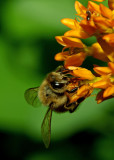 Honeybee IMGP8074.jpg