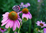 Red Admiral Echinacea IMGP7946.jpg