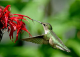 Ruby Throated Hummingbird.jpg