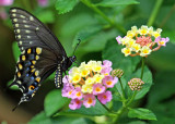 Black Swallowtail IMGP8930.jpg