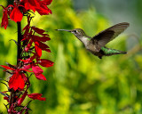 Ruby-Throated Hummingbird IMGP9066.jpg