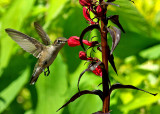 Ruby-Throated Hummingbird IMGP9070.jpg