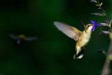 Ruby-Throated Hummingbird IMGP9124.jpg