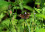 Wild Indigo Dusky Wing.jpg