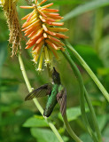 Kniphofia IMGP9782.jpg