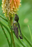 Ruby-Throated Hummingbird on Kniphofia IMGP9930.jpg