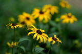 Rudbeckia IMGP9909.jpg