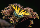 Eastern Tiger swallowtail - Yellow-Form female IMGP0194.jpg