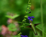 Salvia Guaranitica IMGP0310.jpg