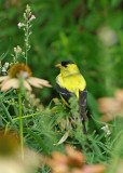 American Goldfinch Male IMGP0244.jpg