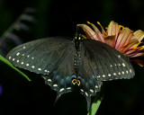 Tiger Swallowtail IMGP0397.jpg