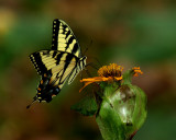 Male Eastern Tiger Swallowtail on Ligularia IMGP1085.jpg