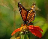 Monarch on Tithonia IMGP1299.jpg
