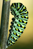 BST Cat pupating IMGP1186.jpg