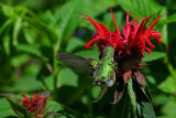 Jacob Cline Monarda IMGP2090.jpg