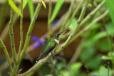 Hidden in the Salvia IMGP2514.jpg