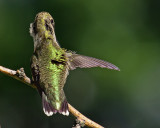 Preening IMGP2467.jpg