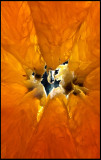 macro