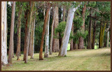 Eucalypt Grove